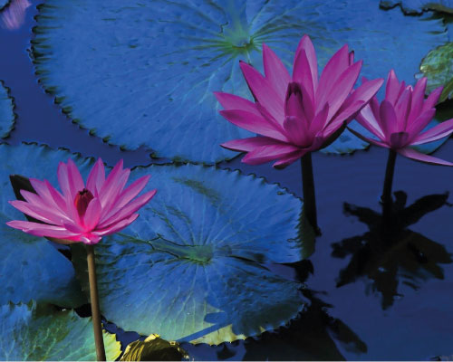 FLOR contelaciones familiares individuales