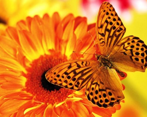 fondos-de-mariposas fondos-de-mariposas
