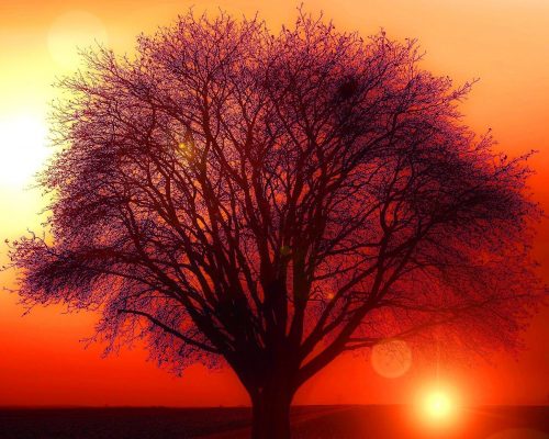 tree-117582_1920 tree-117582_1920